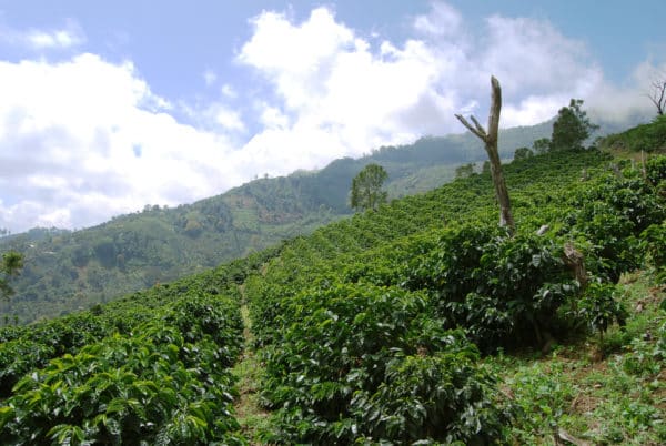 evin moreno coffee farm