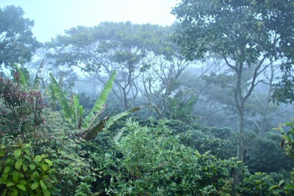 Santa Lucia Farm/Trees