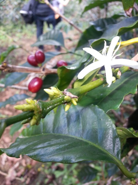 coffee flower