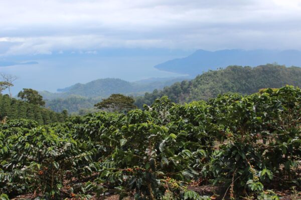 Nelson Ramirez' Farm
