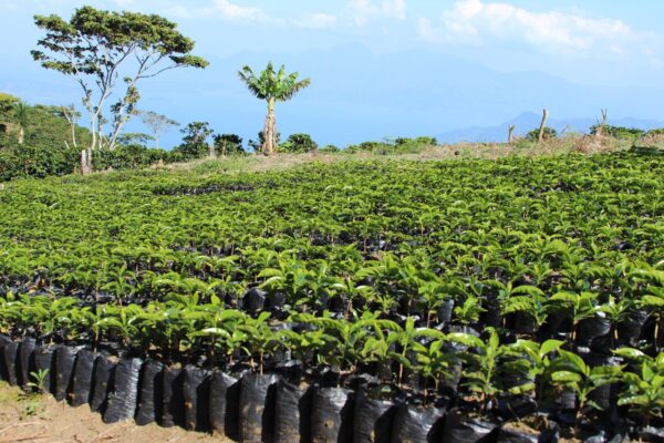 Nelson Ramirez' Finca Chely