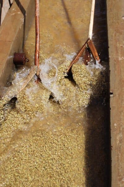 Processing coffee