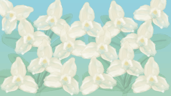 Illustration of White Nun Orchids
