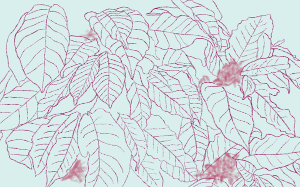 Illustration of coffee leaves