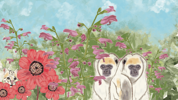 Illustration of floral and fauna in Chiapas, Mexico