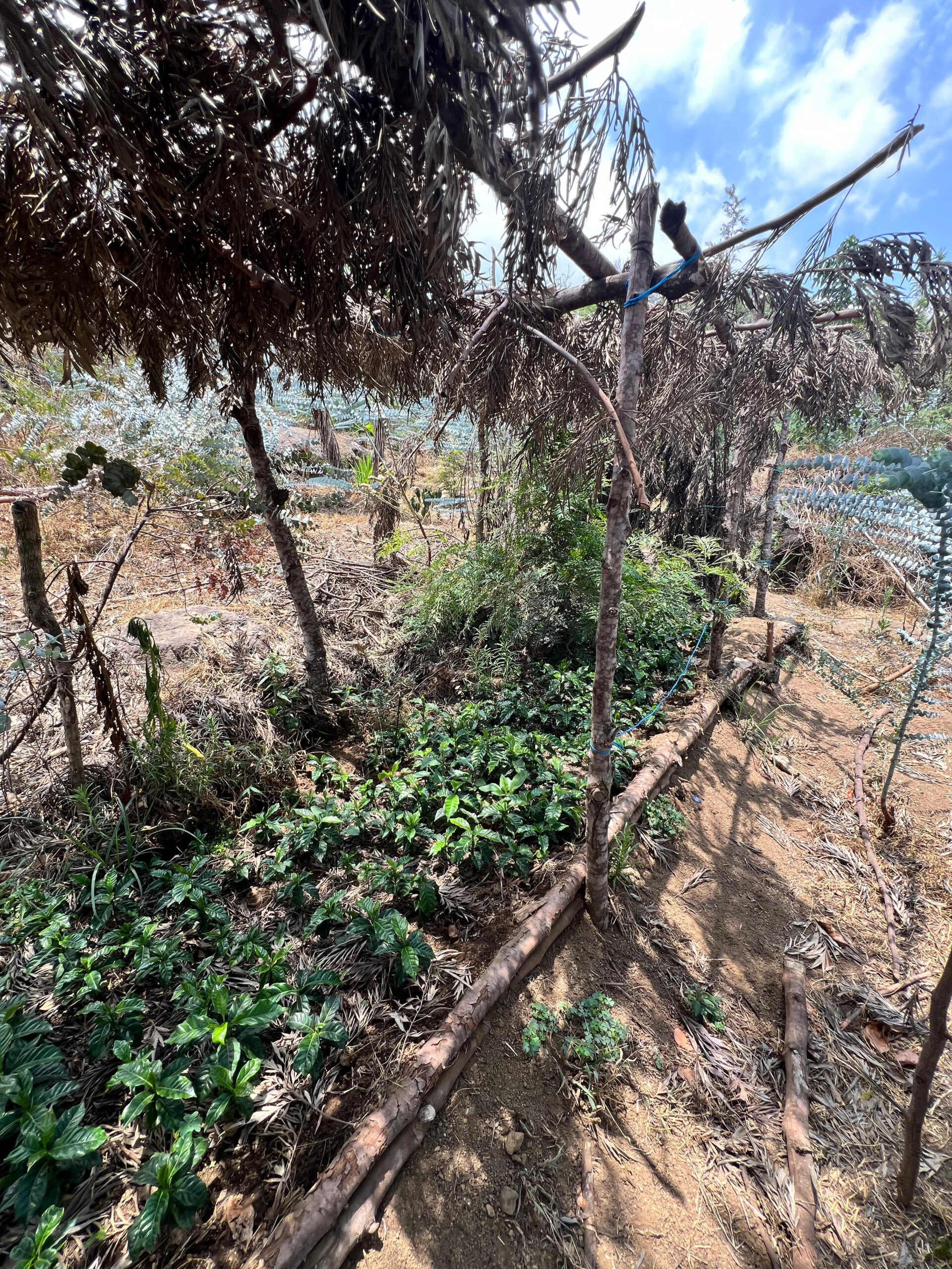 Fidel Raxcacó's farm