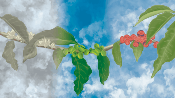 Illustration of coffee cherries